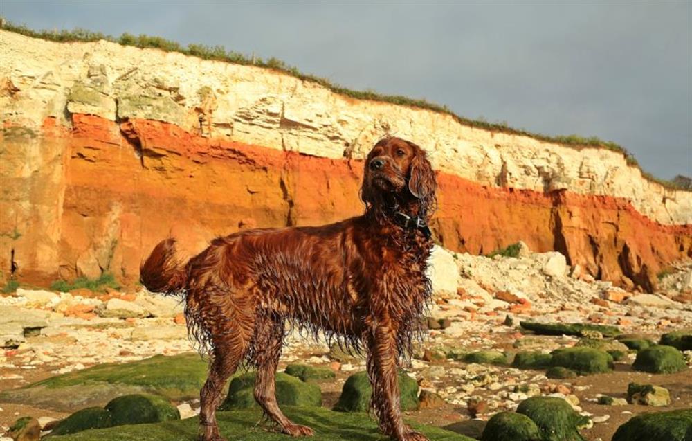 Your dog can enjoy Hunstanton cliffs