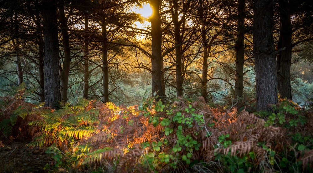 The surrounding area of North Cottage, Dorset at North Cottage in Isle Of Purbeck, Dorset