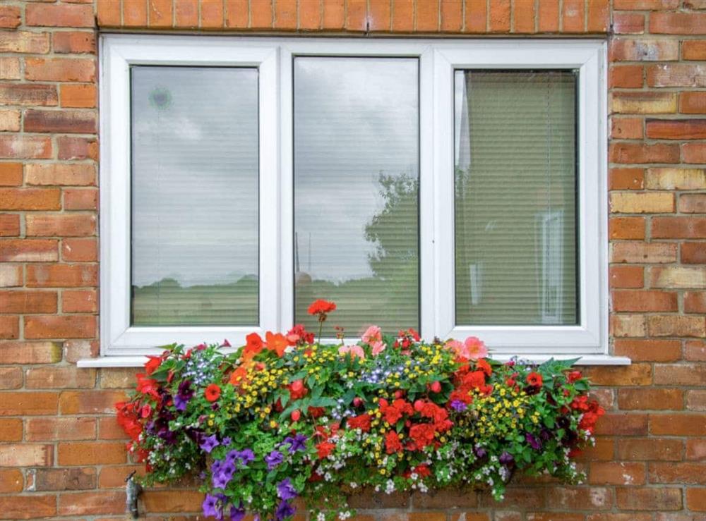 Abundant window box at Nursery Cottage in North Somercotes, near Louth, Lincolnshire