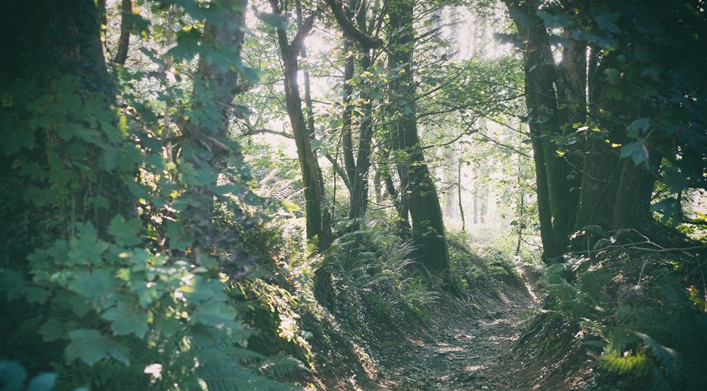 Footpath through woodland at Oak Cottage in Bridport, Dorset