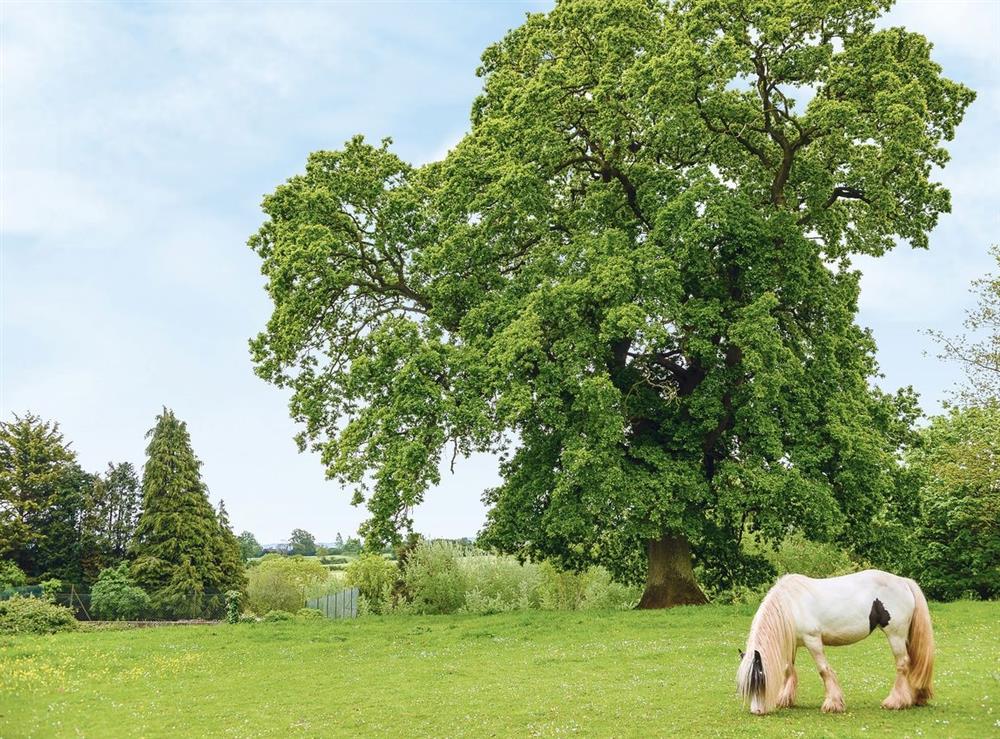 Photos Of Oak Tree Barn Thurloxton Nr Taunton Somerset South West England