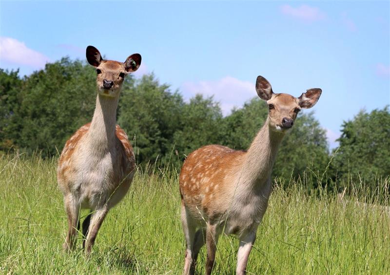 The setting around Oh Deer at Oh Deer, Marston Montgomery near Ashbourne