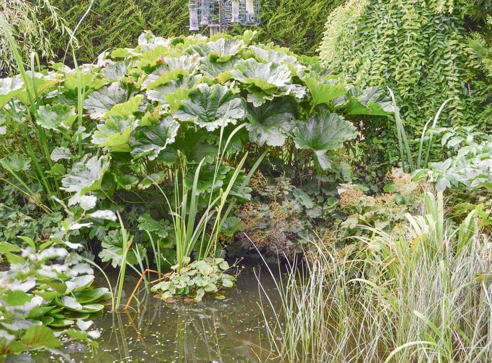 Attractive lilly pond within garden at Old Brewery Coach House in Melkridge, Northumberland