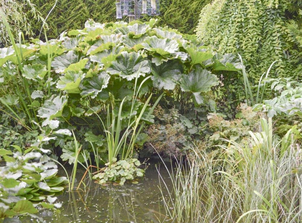 Attractive lilly pond within garden at Old Brewery Cottage in Melkridge, Northumberland