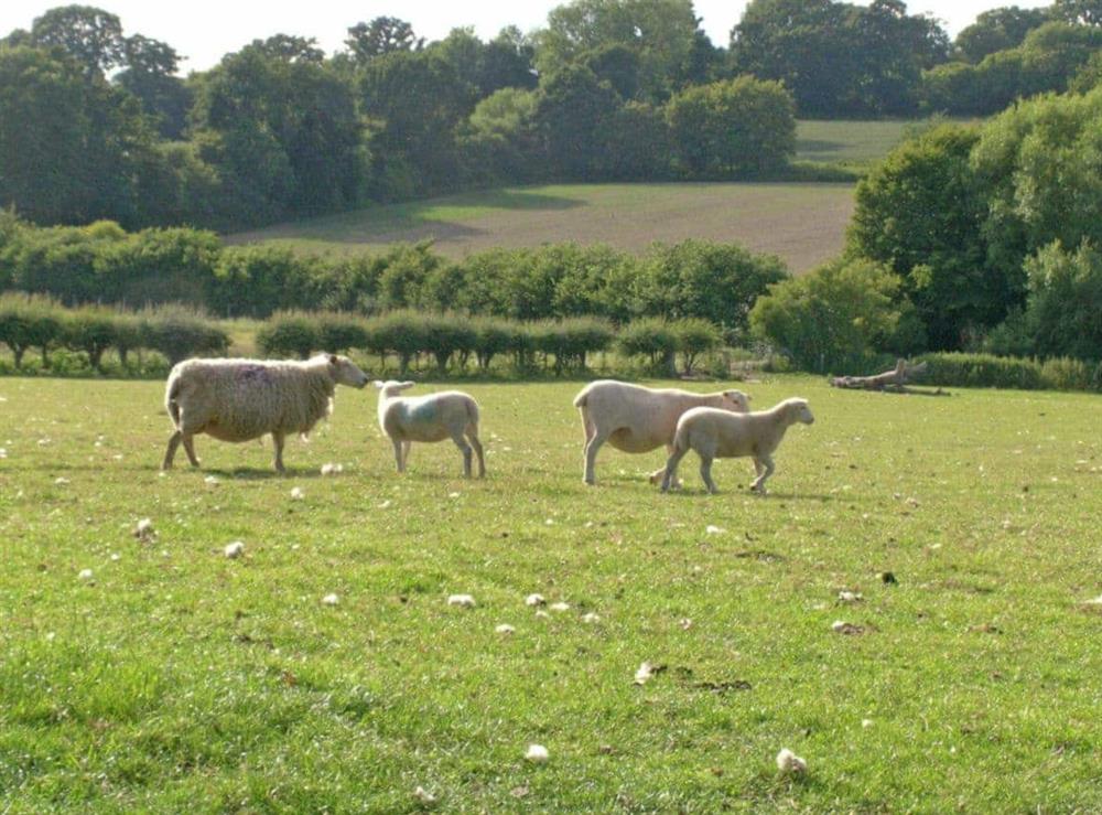 The surrounding fields can be home to all sorts of livestock at Old Dairy Barn in Playden, near Rye, East Sussex