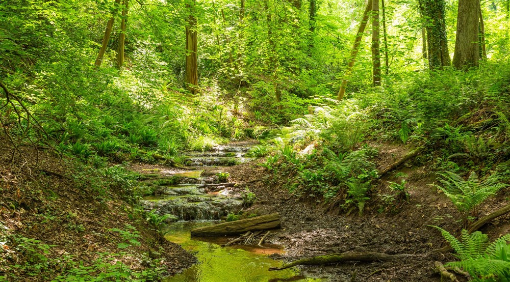 A small rocky stream weaving through the ground, surrounded by greenery and tall trees. at Old Mill Cottage in Bringsty, Herefordshire