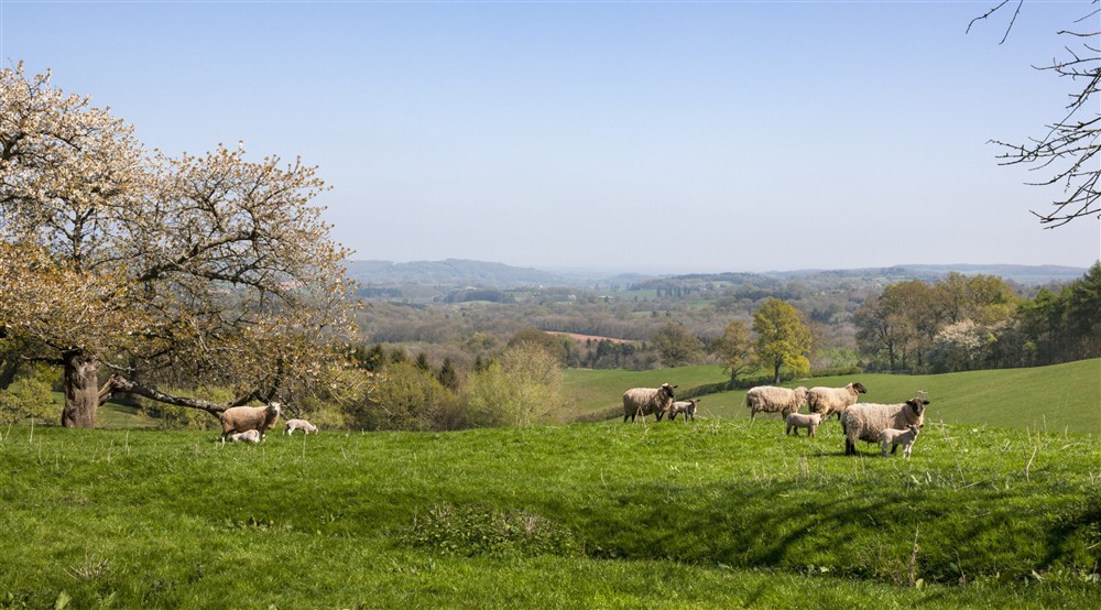Views across green hills at Old Mill Cottage in Bringsty, Herefordshire