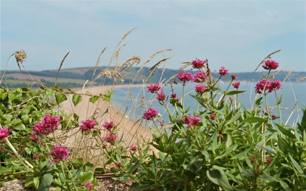 Enjoy coastal walks from Torcross at Old Thatch in Torcross