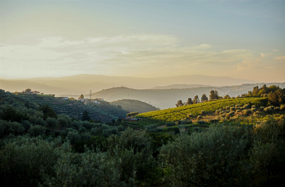 Olive Tree House (photo 16) at Olive Tree House in , Portugal