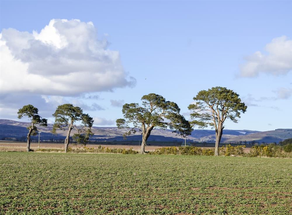 Surrounding area at Orchard Chalet in Luthermuir, near Laurencekirk, Aberdeenshire