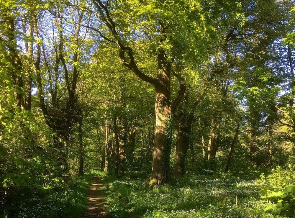 Woodland Walks at Orchard Cottage in Garlieston, near Newton Stewart, Wigtownshire