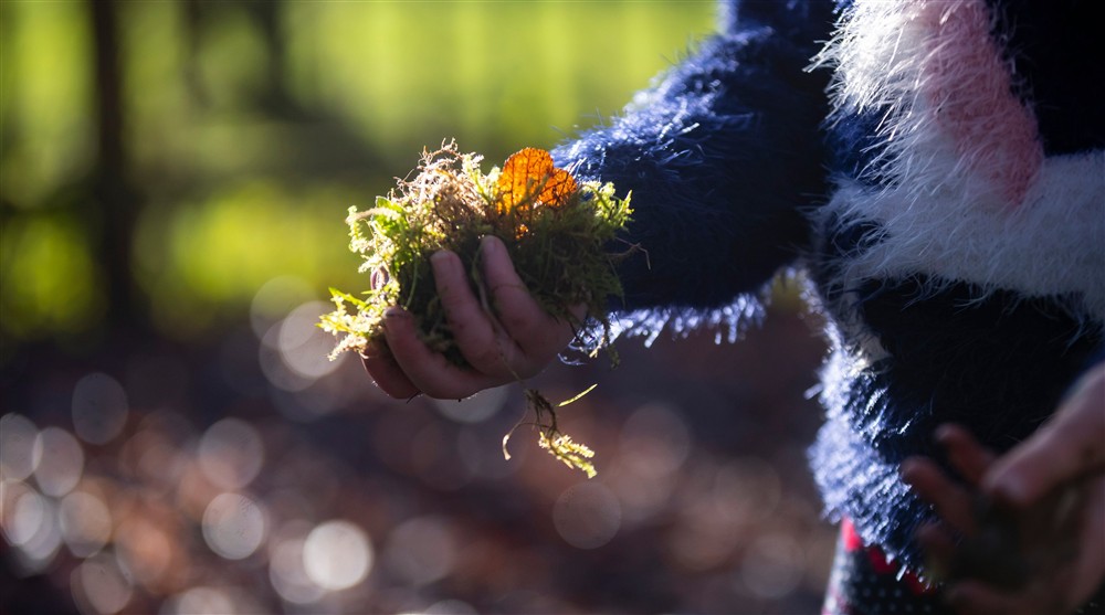 A close up of a young persons hand holding leaves at Orchard View in County Fermanagh,