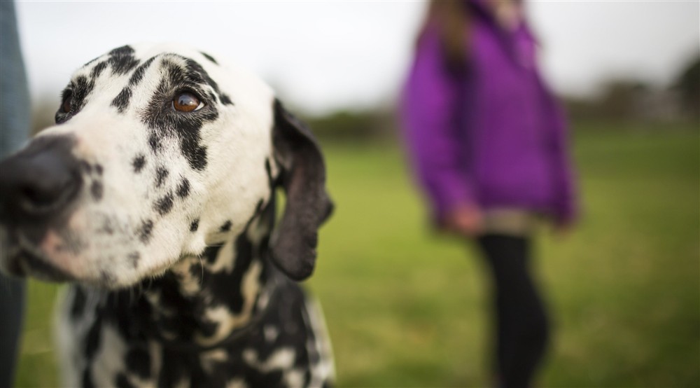 A dog enjoying a winter walk in the grounds at Orchard View in County Fermanagh,