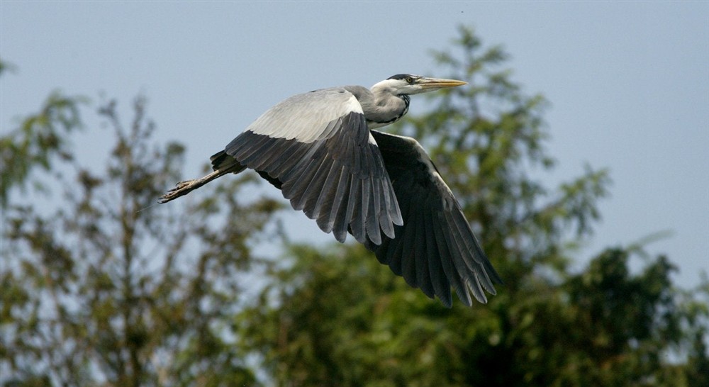 A grey heron in flight at Orchard View in County Fermanagh,