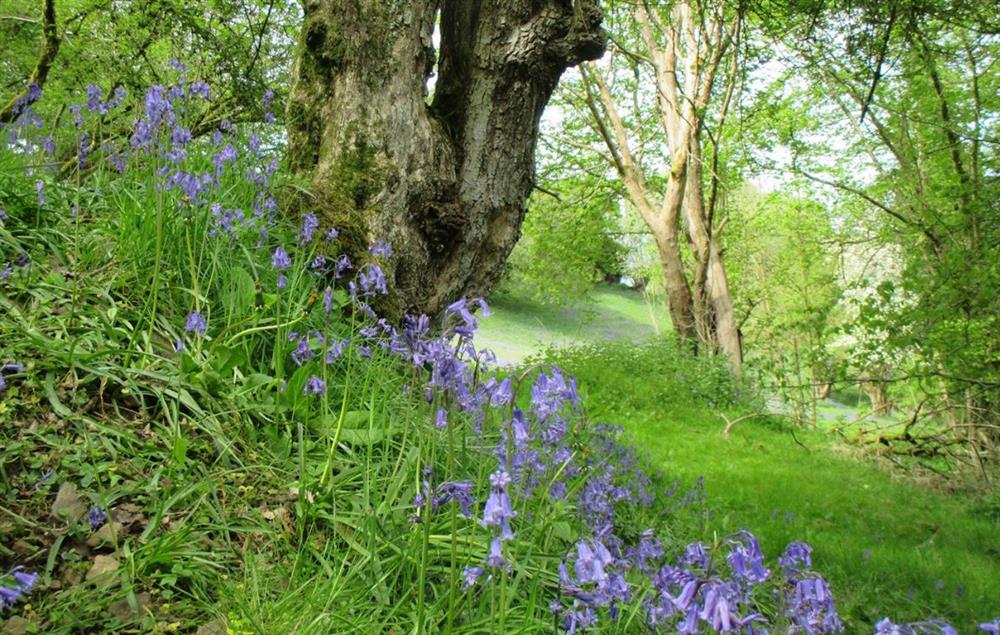  The bluebell woods in the Spring time at Orchard View, Pulverbatch