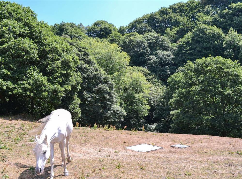 The grounds are home to free ranging animals including horses at Oriels Retreat in Ashworth Valley, near Bury, Lancashire