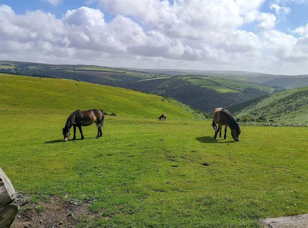 Exmoor ponies on beautiful Exmoor at Otters Holt in Longford Budvilla, near Taunton and The Quantocks, Somerset