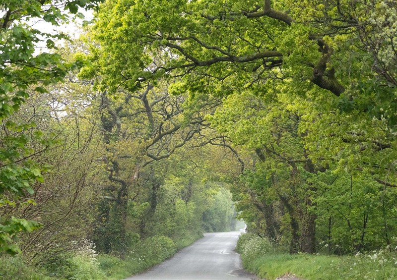 Rural landscape at Owl Lodge, Menheniot