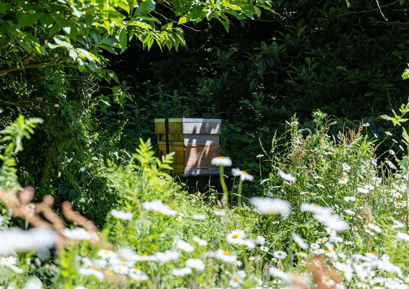The garden at Owl Lodge, Menheniot