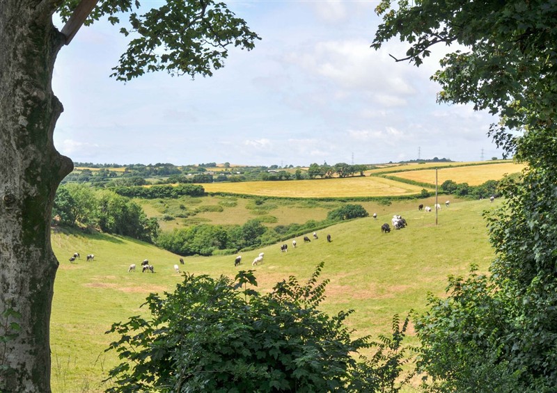 This is the garden at Owl Lodge, Menheniot