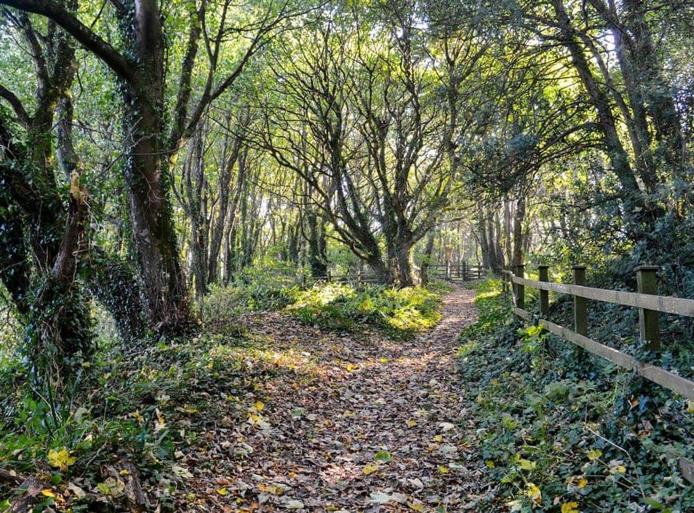 2 1/2 acre woodland garden at Peakaboo in Sidmouth, Devon., Great Britain