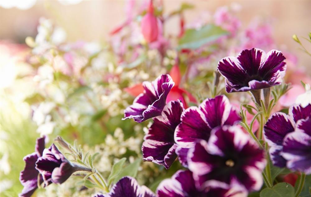 Various flowers and plants in the outside space.