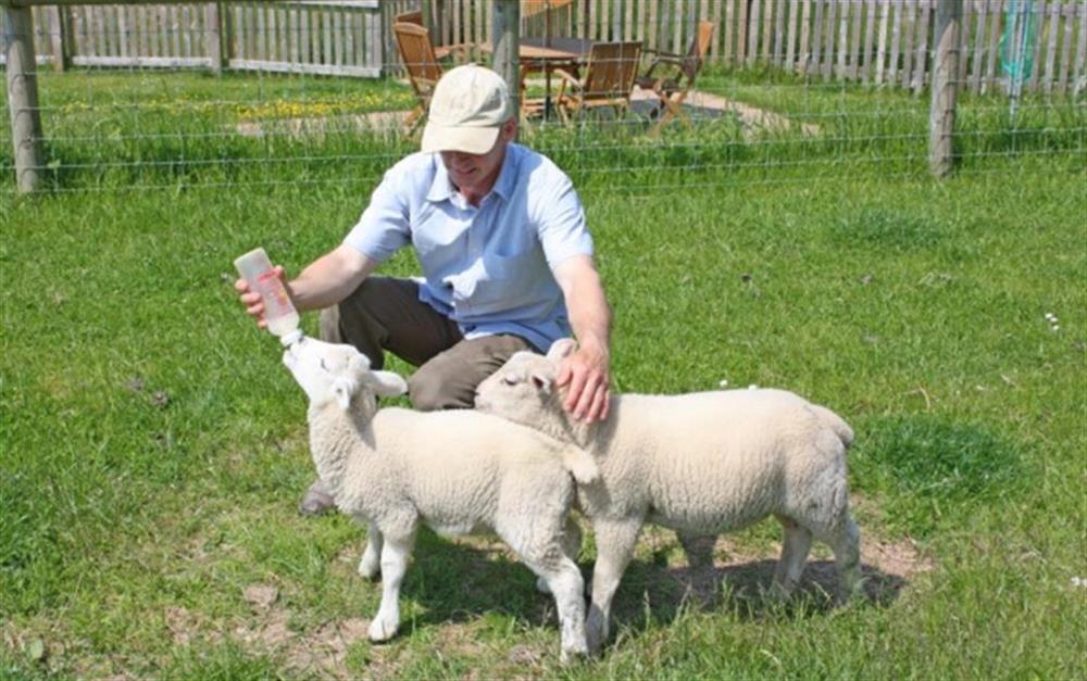 Help the farmer feed the Spring lambs at Pear Tree Cottage in Honiton