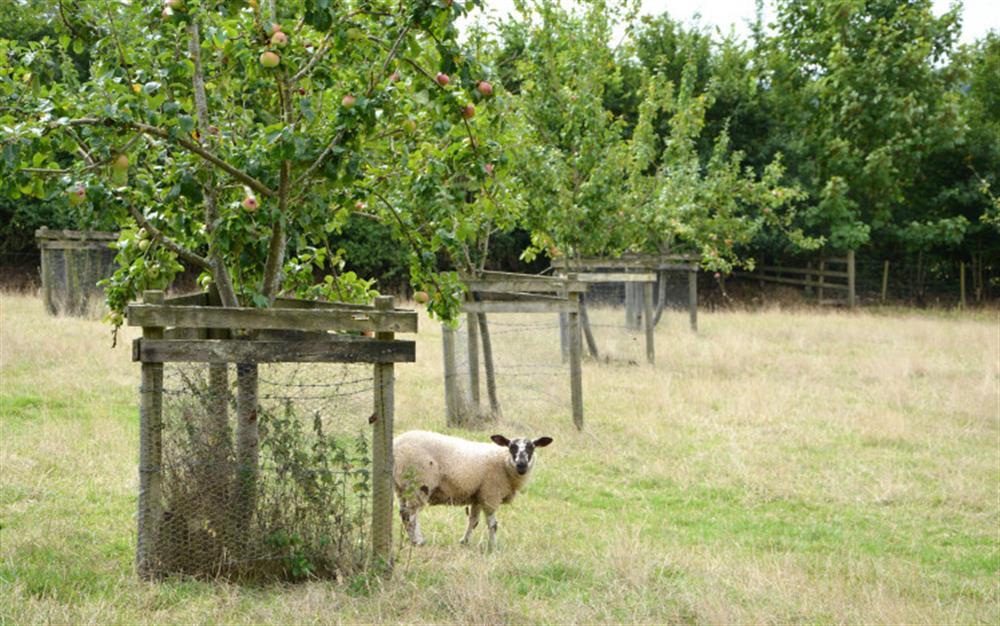 The apple orchard at Pear Tree Cottage in Honiton