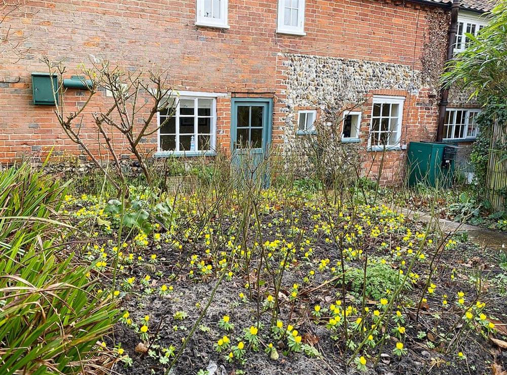 Aconite welcome in winter at Pear Tree Cottage in Wenhaston, near Southwold, Suffolk