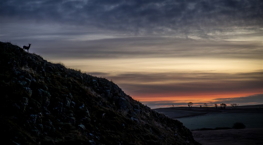 A deer on a rocky hill at Peel Cottage in Hexham, Northumberland