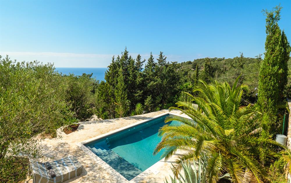 A photo of Pelagia