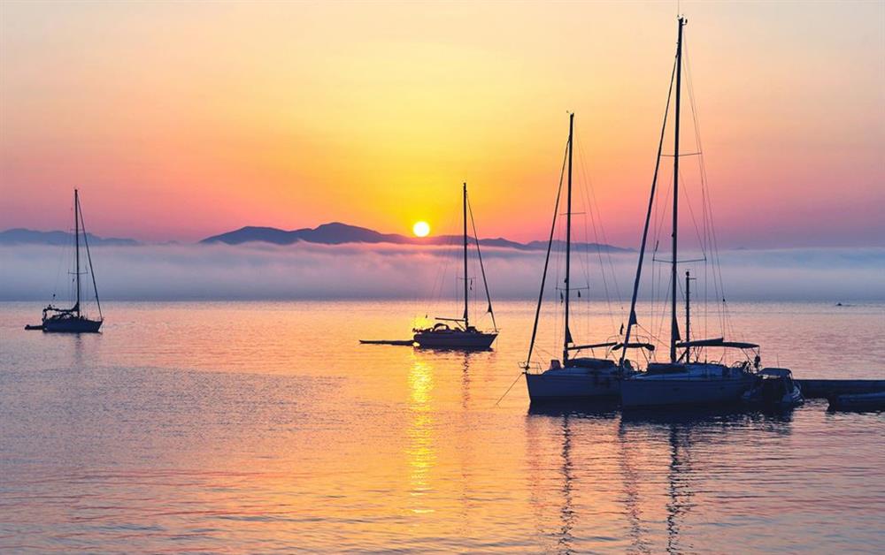 A photo of Pelagia