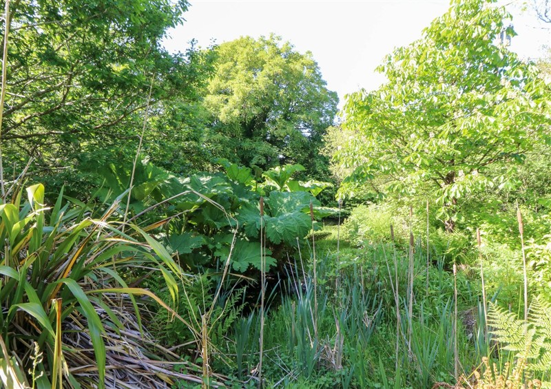 This is the garden at Penfeidr, Cilgwyn near Newport