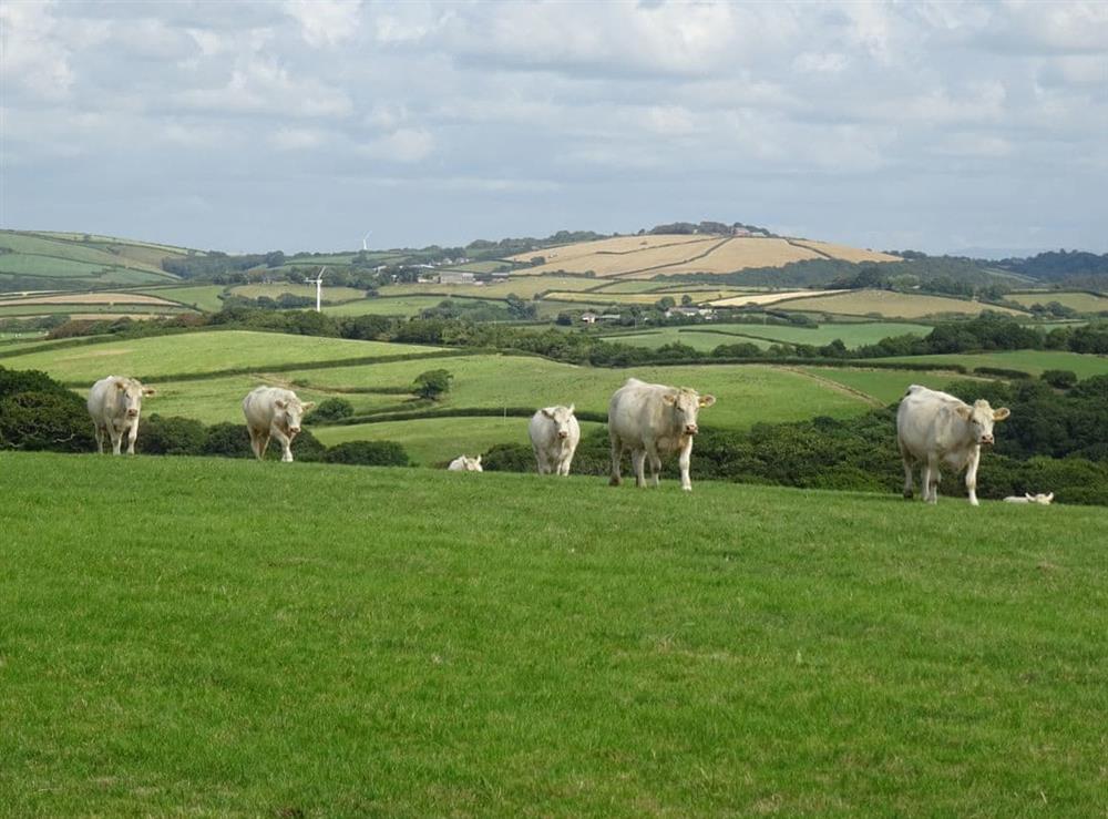 Extensive farmland at Penfound Country Cottage in Poundstock, near Bude, Cornwall