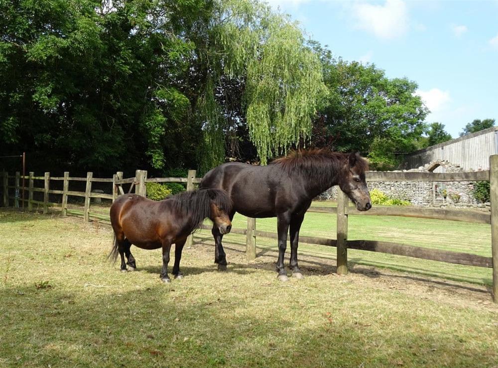 Ponies in the paddock at Penfound Country Cottage in Poundstock, near Bude, Cornwall