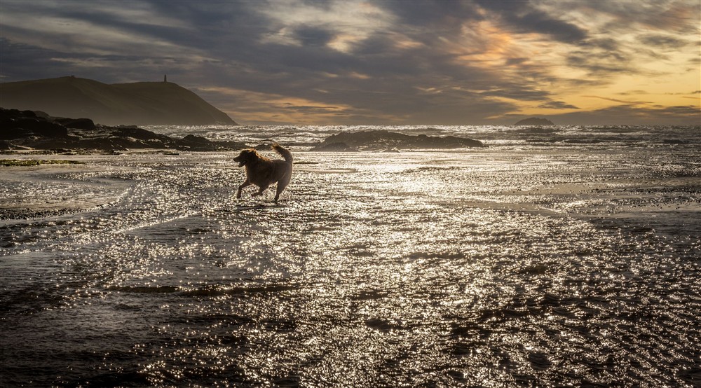 A dog on the beach near to Pengirt, Cornwall at Pengirt in Polzeath, Cornwall