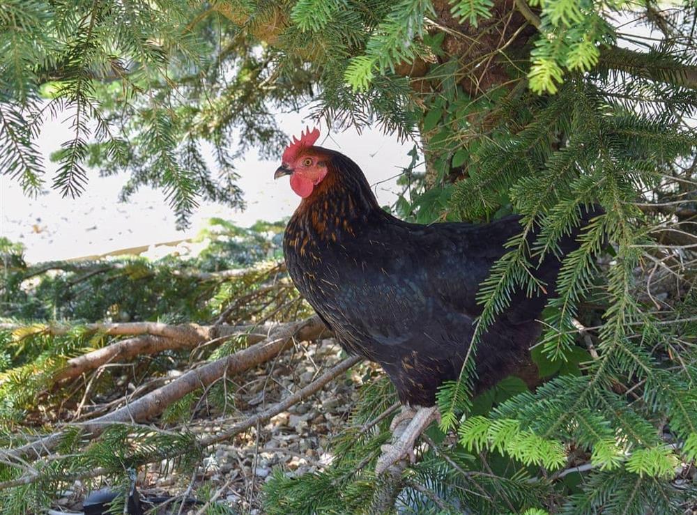 Chickens roam the grounds at Bwthyn Barri, 