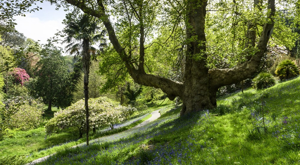 Liriodendron tulipifera (Tulip Tree) at Penrose Stables in Helston, Cornwall