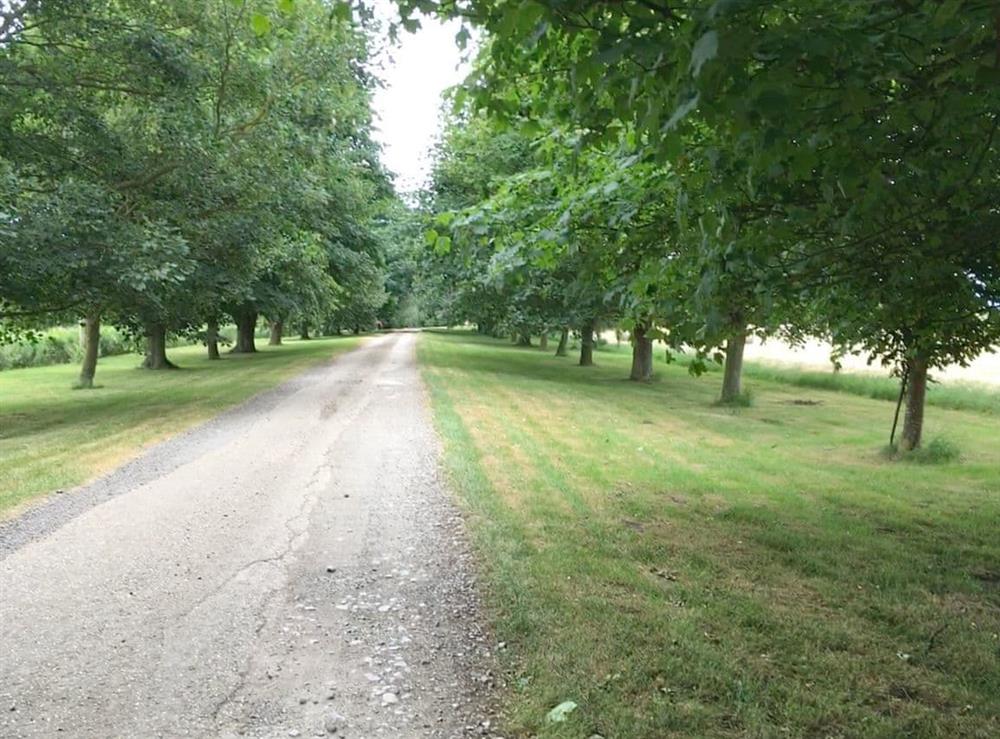 Tree lined driveway at Pheasant in Ely, Cambridgeshire