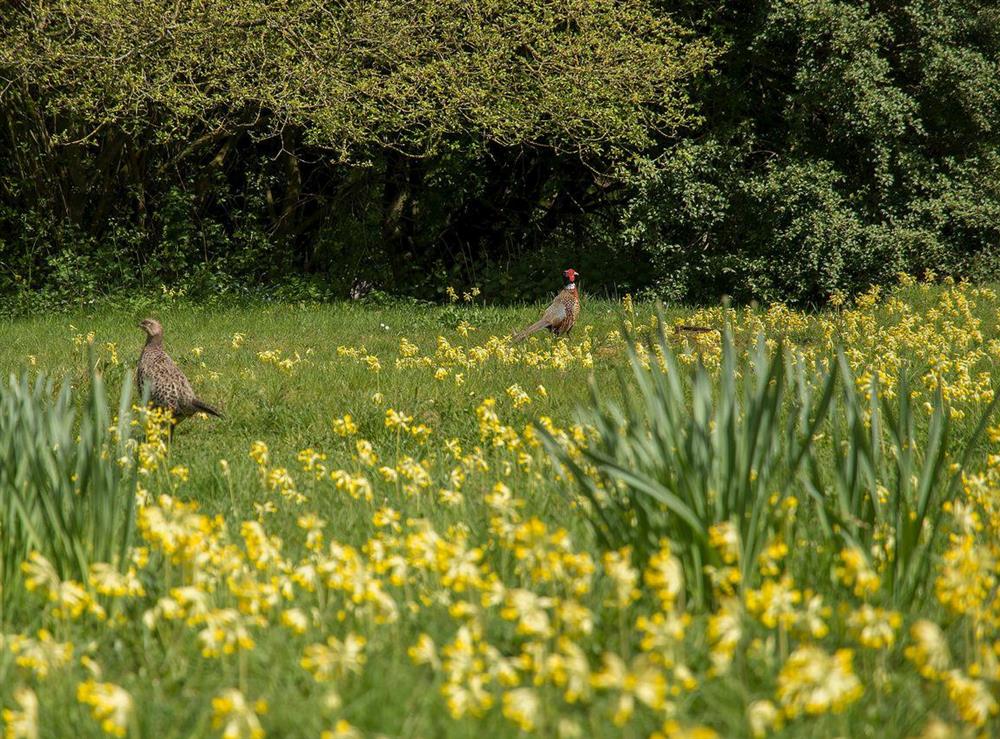 The natural planting and wildflower meadow is a haven for wildlife at Pheasants Hill Old Byre in Hambleden, near Henley-on-Thames, Buckinghamshire, England
