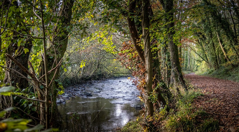 A footpath by the river on the Llanerchaeron estate, near Abermydyr and Pontbrenmydyr cottages, Ceredigion at Pontbrenmydyr in Aberaeron, Ceredigion