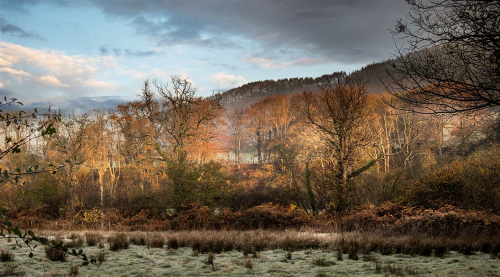 Grassland and trees in the area surrounding Abermydyr and Pontbrenmydyr cottages, Ceredigion at Pontbrenmydyr in Aberaeron, Ceredigion