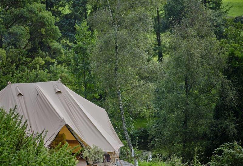 The area around Poppy Bell Tent space for 4