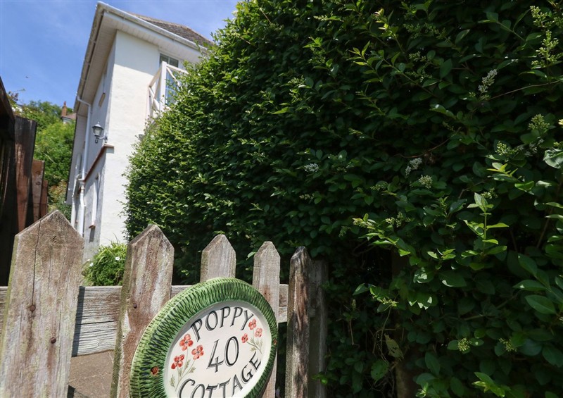 The garden at Poppy Cottage, Ventnor