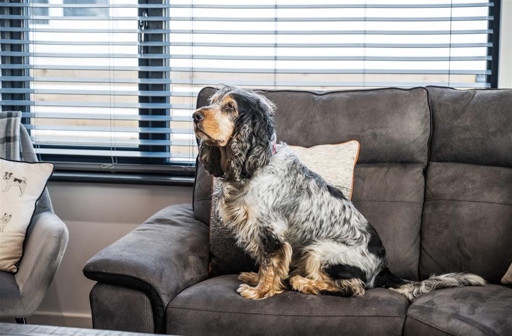 A dog on the sofa