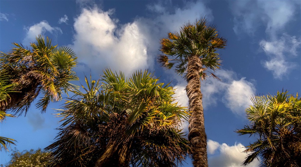 Palm trees at Portland House in Weymouth, Dorset