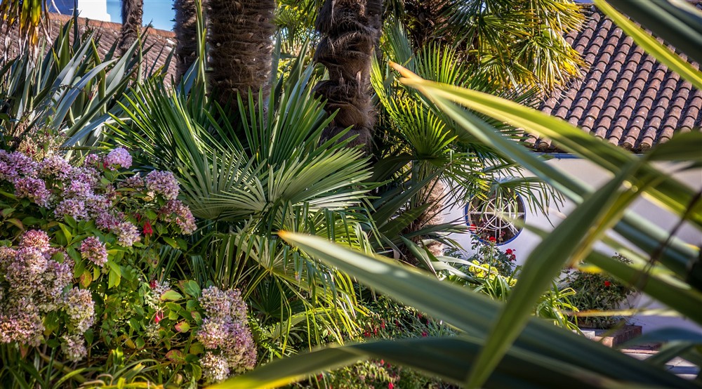 Palms in part of the garden at Portland House in Weymouth, Dorset