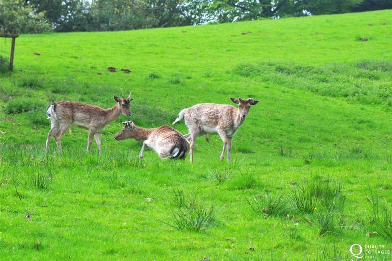 Deer in the grounds of Powis Castle