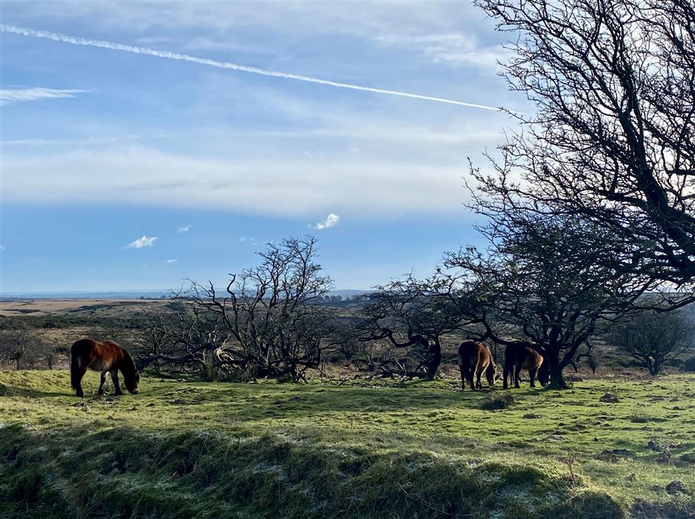 The Dartmoor ponies, roaming it’s beautiful landscape at Primrose Cottage, Drewsteignton