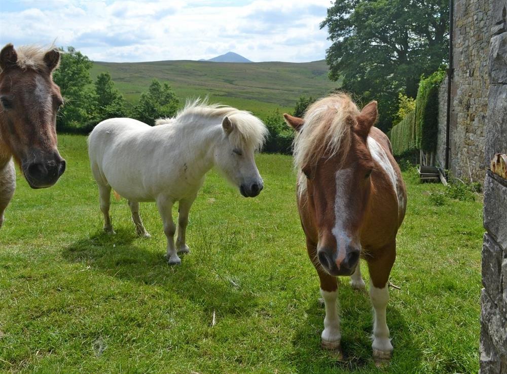 Owners ponies in adjoining fields at Primrose Cottage in Nr Keswick, Cumbria., Great Britain